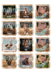 קטגורית חיות